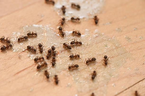 Professional Pest Control in North Valley, NM