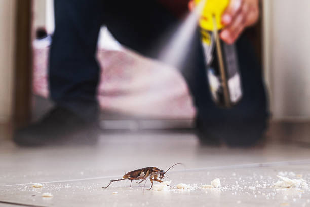 Best Pest Removal Services  in North Valley, NM